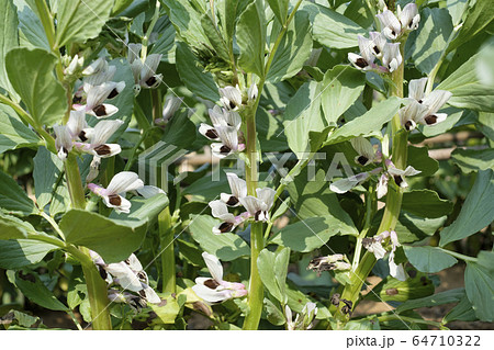 大豆の花の写真素材