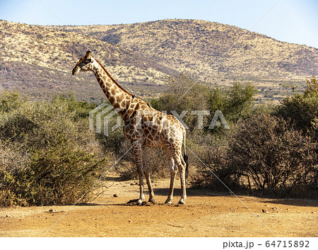 サウスアフリカの写真素材