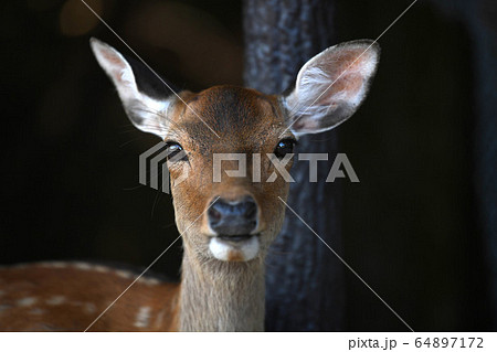 鹿の糞の写真素材