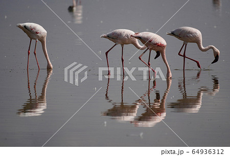 フラミンゴの写真素材集 ピクスタ