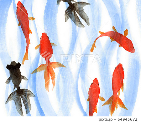 金魚のイラスト素材集 ピクスタ