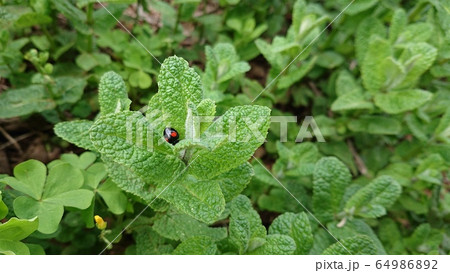 ミント ハーブ 昆虫 テントウムシの写真素材