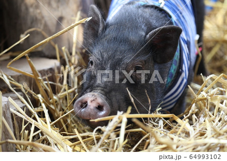 動物 豚 ミニ豚 黒色の写真素材