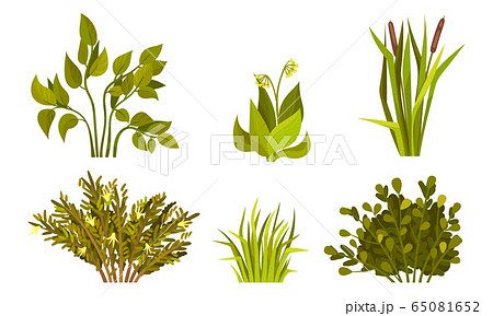 葦芽のイラスト素材