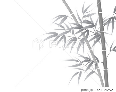 竹 モノクロ 植物 白黒の写真素材