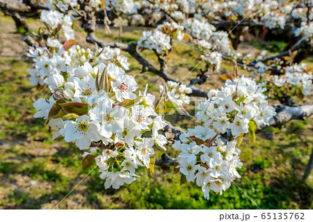 梨の花 梨花の写真素材