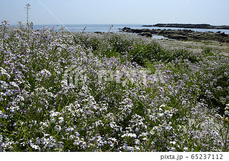 浜大根の花 浜辺の植物の写真素材 - PIXTA