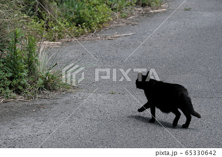 動物 猫 歩く 後ろ姿の写真素材 Pixta