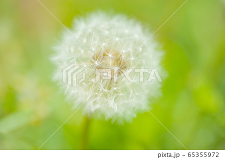 ダンデライオン 花の写真素材