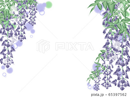 藤の花のイラスト素材