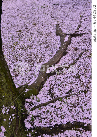 桜の木 根 落ち花 花散るの写真素材