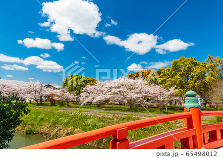 桜 宇佐神宮 宇佐市 神社の写真素材