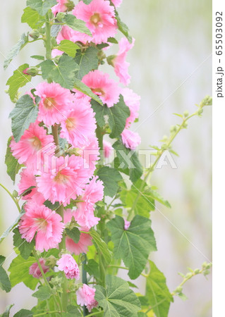 タチアオイ八重咲きの写真素材