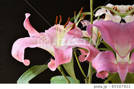 ピンクのカサブランカの写真素材