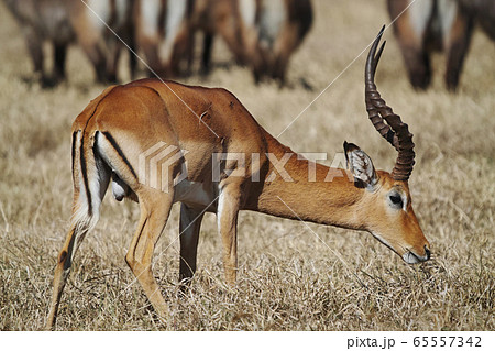 ケニア サバンナ 動物 インパラの写真素材