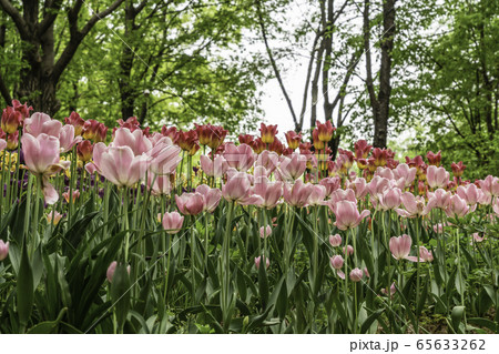 花 チューリップ 植物 韓国の写真素材