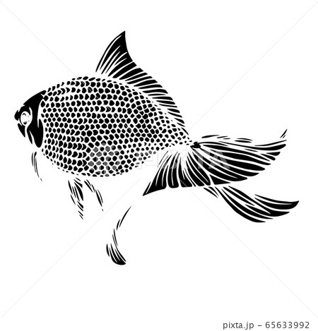 金魚 イラスト 白黒 和風の写真素材