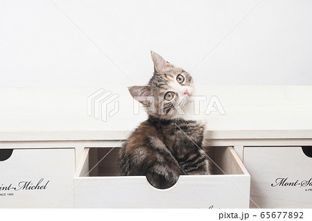 見返り猫の写真素材 - PIXTA