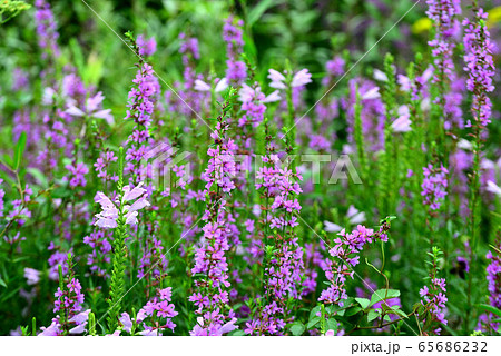 精霊花の写真素材