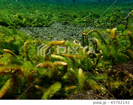 大カナダ藻の写真素材