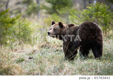 熊 動物 後姿 ほ乳類の写真素材