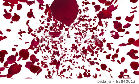 花びら 舞う 薔薇 花の写真素材