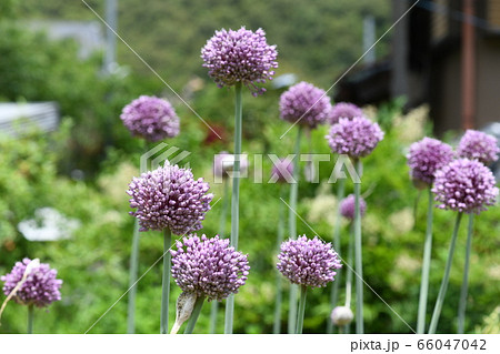 ニンニクの花の写真素材