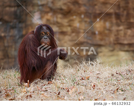 オランウータンの赤ちゃんの写真素材