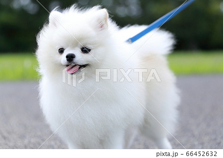 犬 ポメラニアン ポメ 動物 芝生 可愛いの写真素材