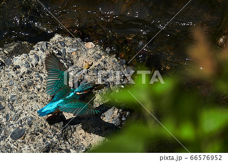 カワセミ 野鳥 飛び立つ 飛ぶの写真素材