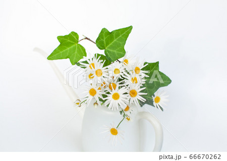 マーガレット 花 フラワーアレンジメント アレンジの写真素材
