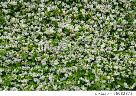 スペイン ジャスミン 花 植物の写真素材