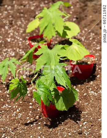 ゴーヤの苗の写真素材