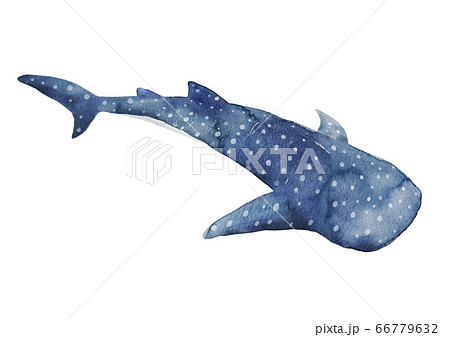 ジンベイザメのイラスト素材集 ピクスタ