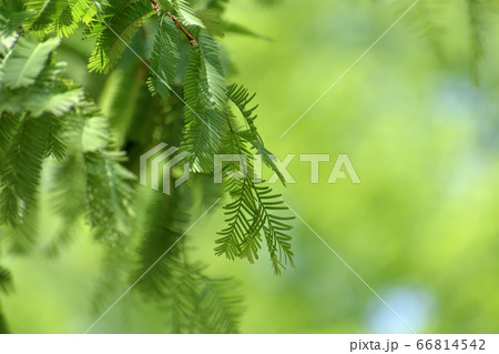 杉 植物 枝葉 春の写真素材