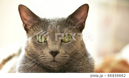 かっこいい猫の写真素材 Pixta