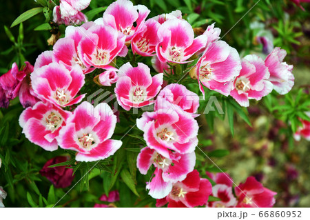 イロマツヨイの写真素材