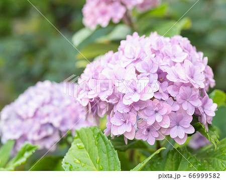 てまりてまり アジサイ 蕾 紫陽花の写真素材