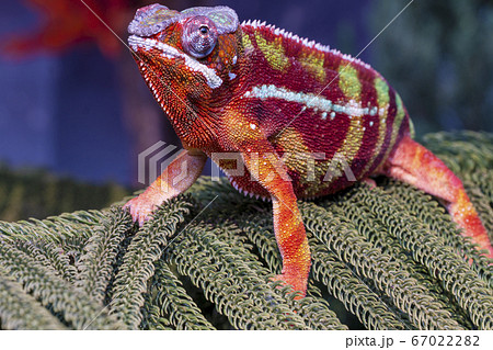 カメレオン 正面 爬虫類の写真素材