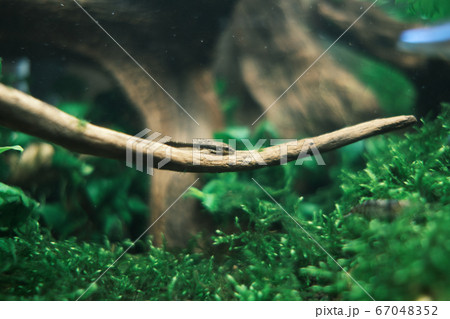 流木についたコケを食べるオトシンの写真素材 流木についたコケを食べるオトシンの写真素材