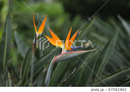 花 ストレリチア オレンジ色 南国の花の写真素材