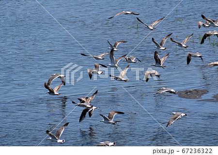 海辺の鳥の写真素材