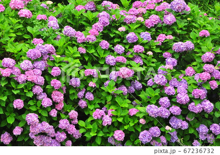 花 壁紙 紫陽花 梅雨の写真素材