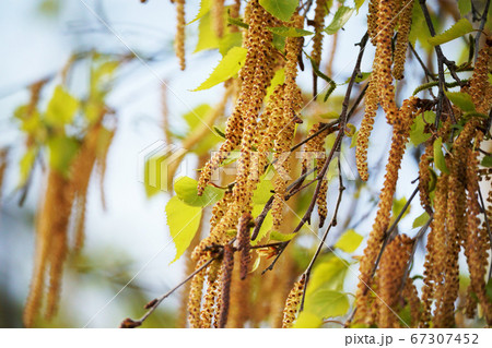 雄しべ 白樺 植物 春の写真素材