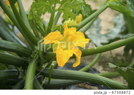 ズッキーニの花の写真素材