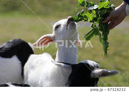 ヤギ 山羊 の写真素材集 ピクスタ