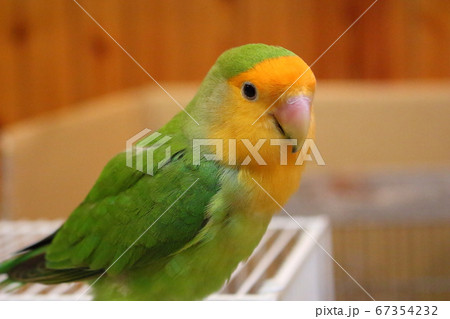 鳥 インコ 鳥かご コザクラインコの写真素材 - PIXTA