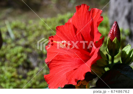 花 ハワイ 花壇の写真素材