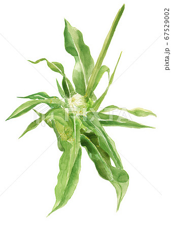 トウモロコシの雌花の写真素材