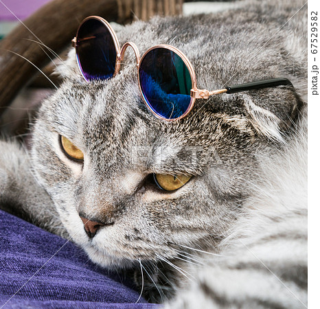 猫 顔 眼鏡 サングラスの写真素材